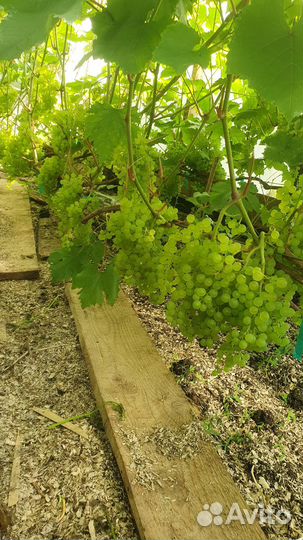 Саженцы винограда