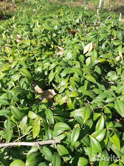 Барвинок растения садовое почвопокровное барвинок