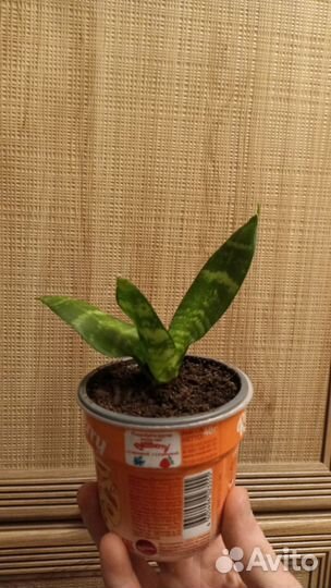 Комнатные растения