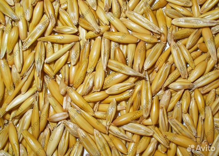 Овёс продовольственный