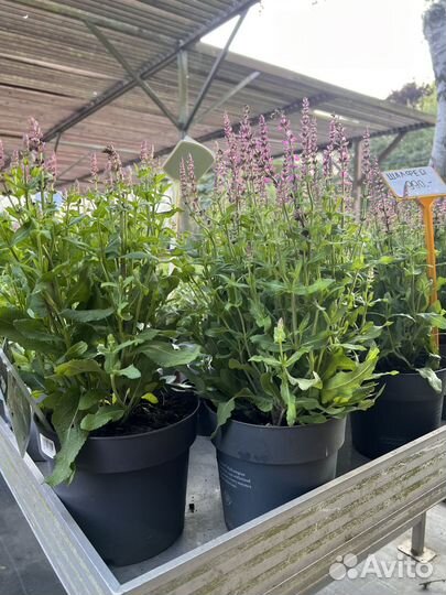 Шалфей дубравный (Сальвия)