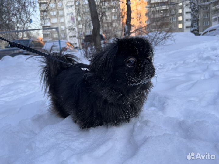 Пекинес
