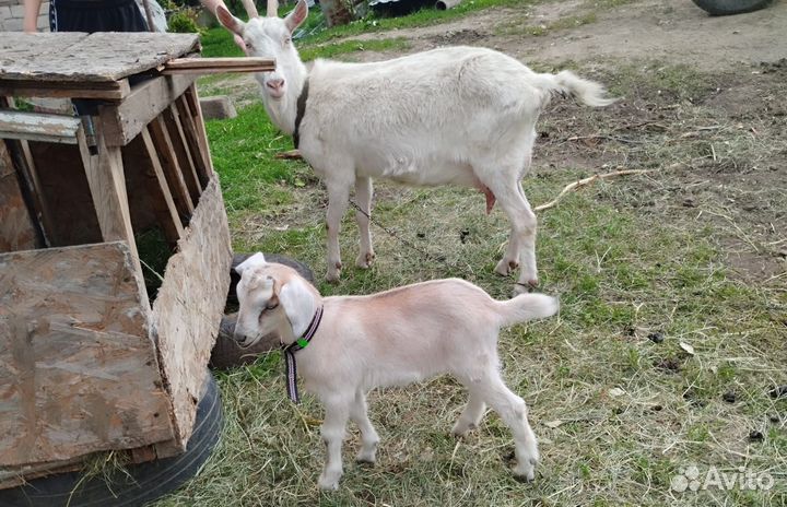 Англо нубийские козлята