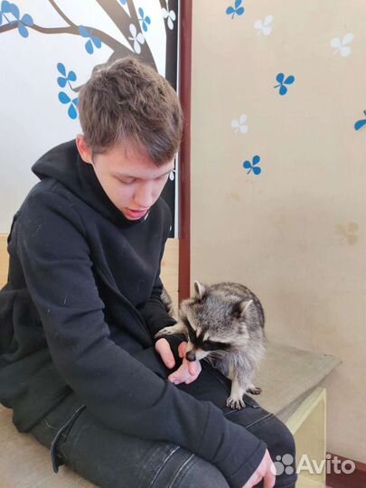 Передержка животных