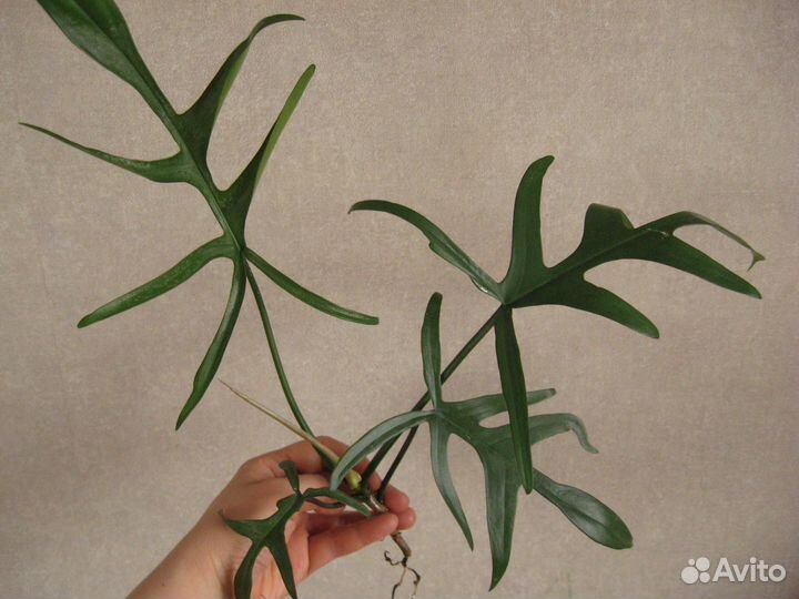 Обменяюсь ароидными, хойями и суккулентами