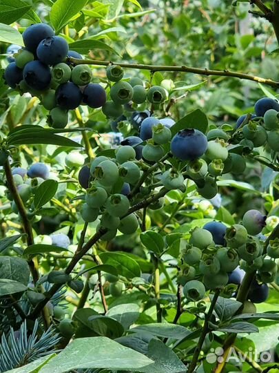 Голубика садовая