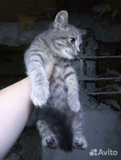 Ну просто замечательнейший котенок