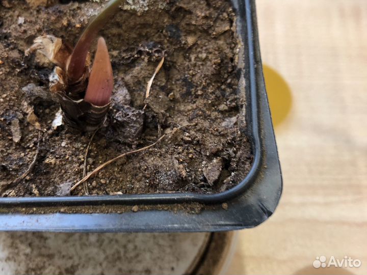 Зефирантес