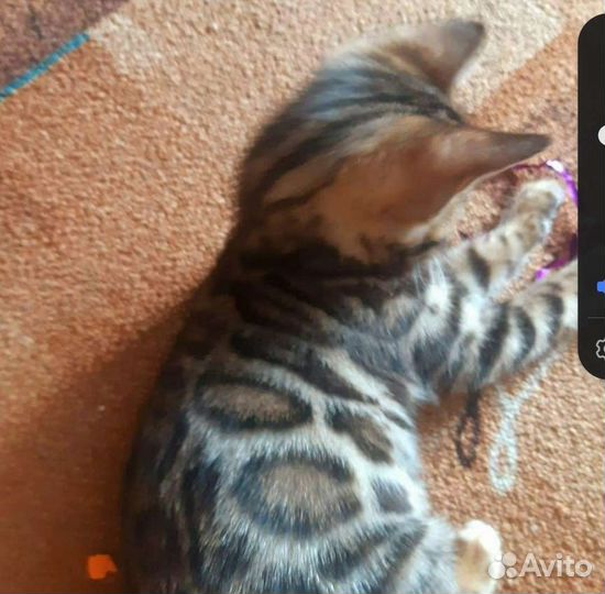 Бенгальская кошка