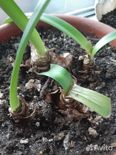 Луковицы амариллиса