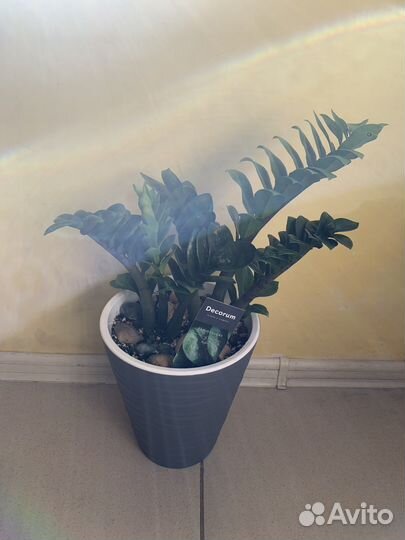 Разные комнатные растения