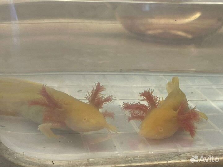 Аксолотль золотой