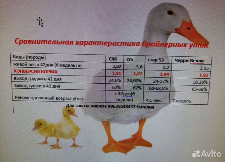 Бройлерные утята вывод 25.08, цыплята