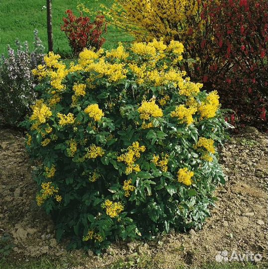 Магония падуболистная