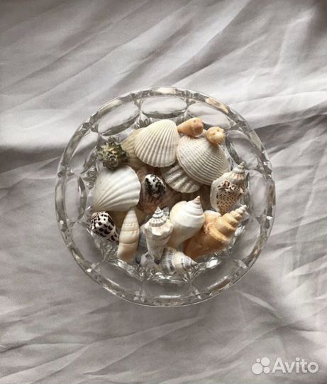 Ракушки морские набор