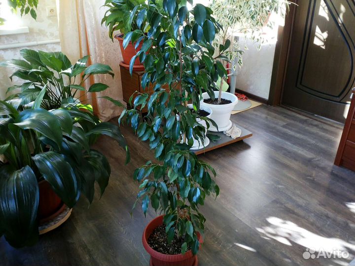 Комнатные цветы