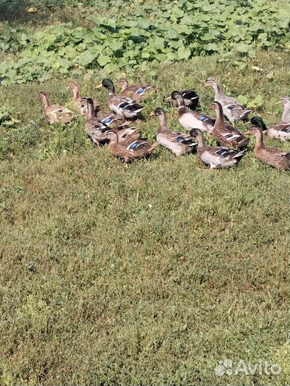 Дикие утки