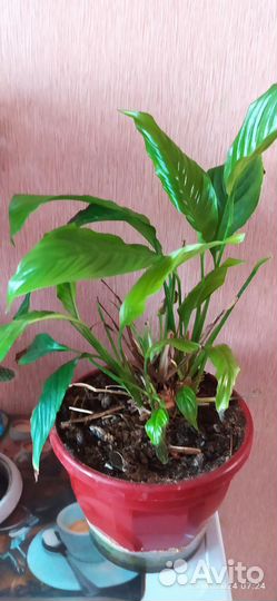 Спатифиллум