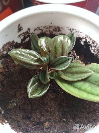 Пеперомия россо