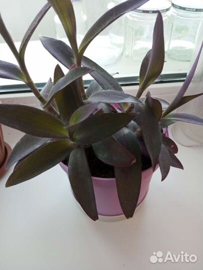 Традесканция