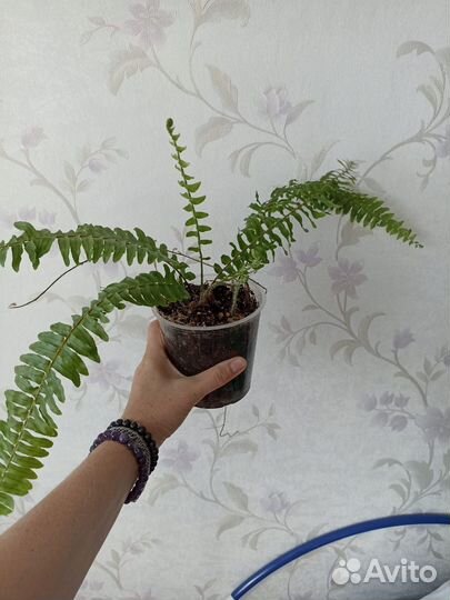 Папоротник