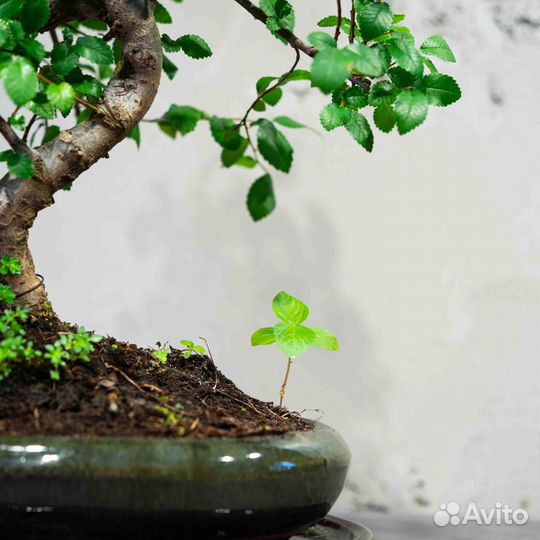 Дерево Бонсай - Вяз китайский мелколистный