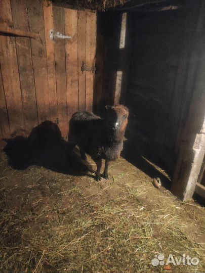 Коза дойная