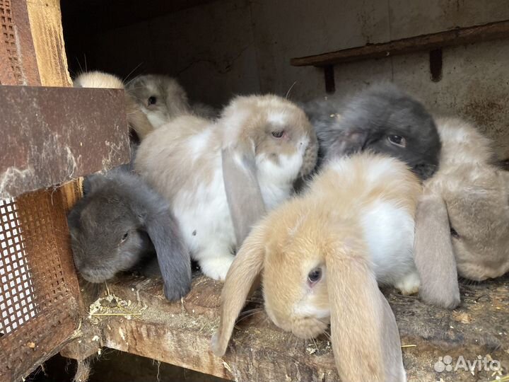 Французские бараны