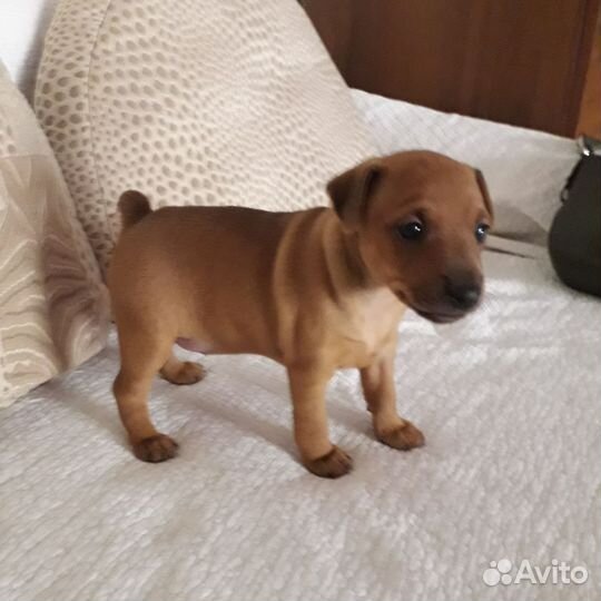 Щенки цвергпинчера