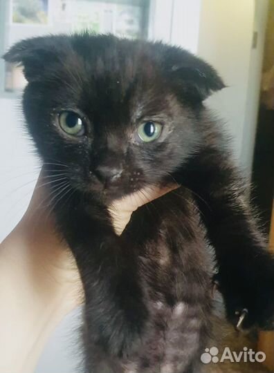 Вислоухий котенок