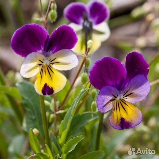 Фиалка трёхцветная, семена