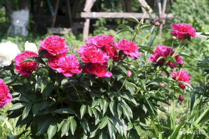 Пионы саженцы Феликс Краусс