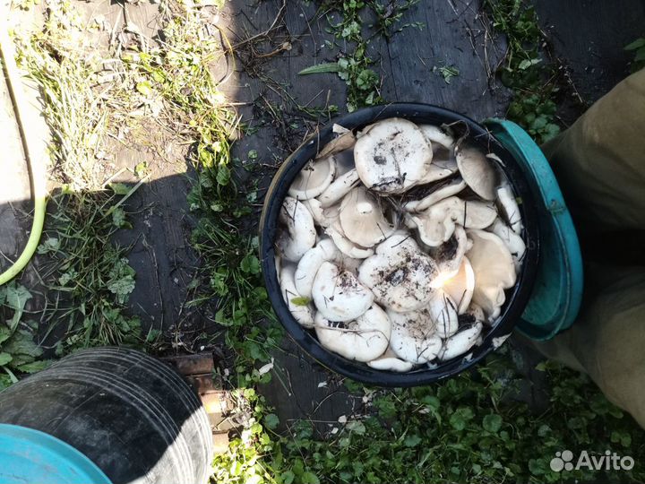 Продам грибы белый груздь