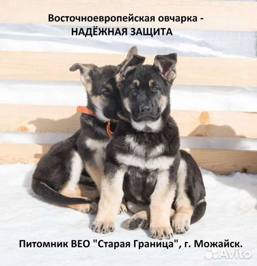 Щенки Восточноевропейская овчарка