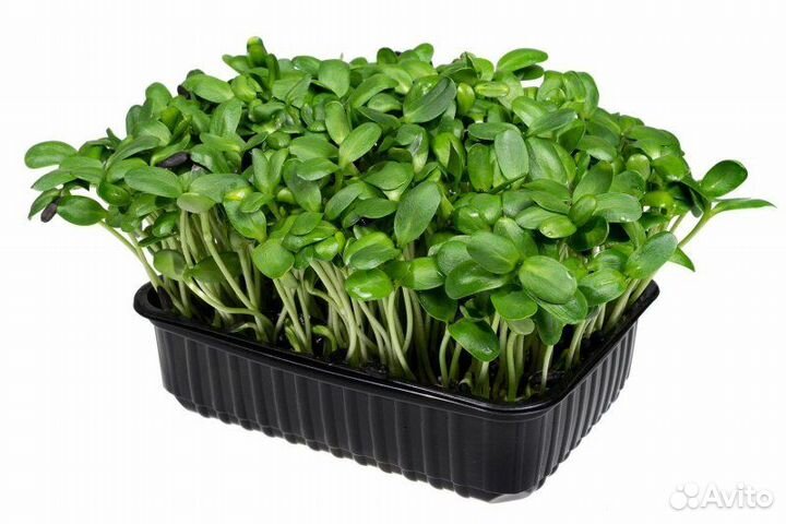 Микрозелень