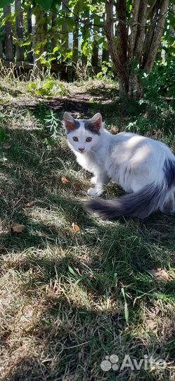 Кошка в дар