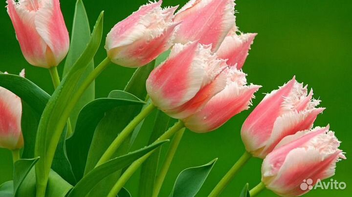 Тюльпаны букет опт