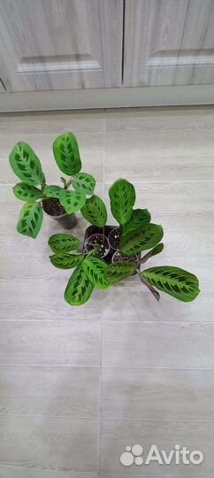 Комнатные растения