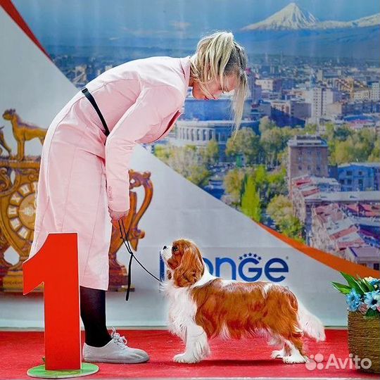 Кавалер кинг чарльз спаниель