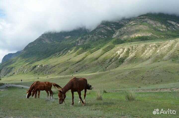 Туры по России 2024
