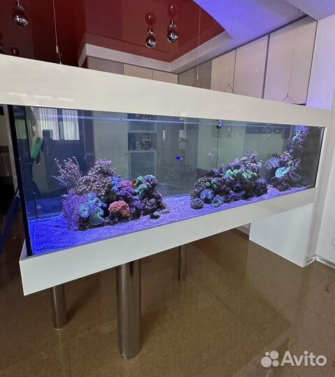 Продаю морской риф