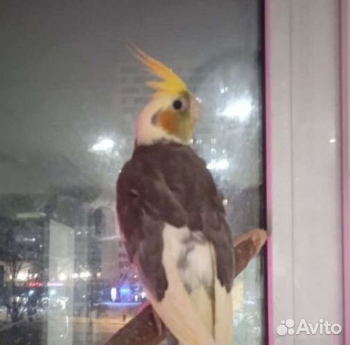 Попугай для вас