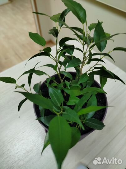 Фикус Бенджамина