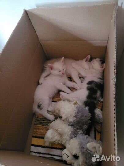 Котята ищут дом