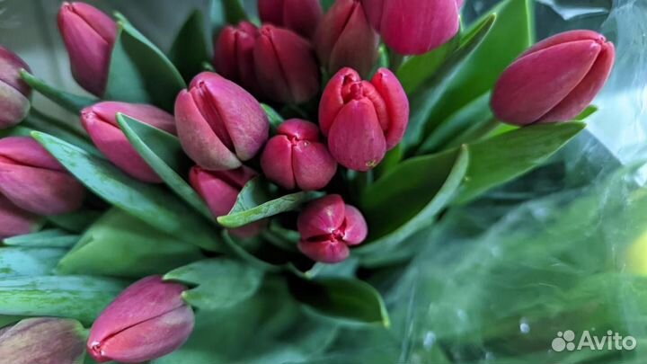 Тюльпаны розница