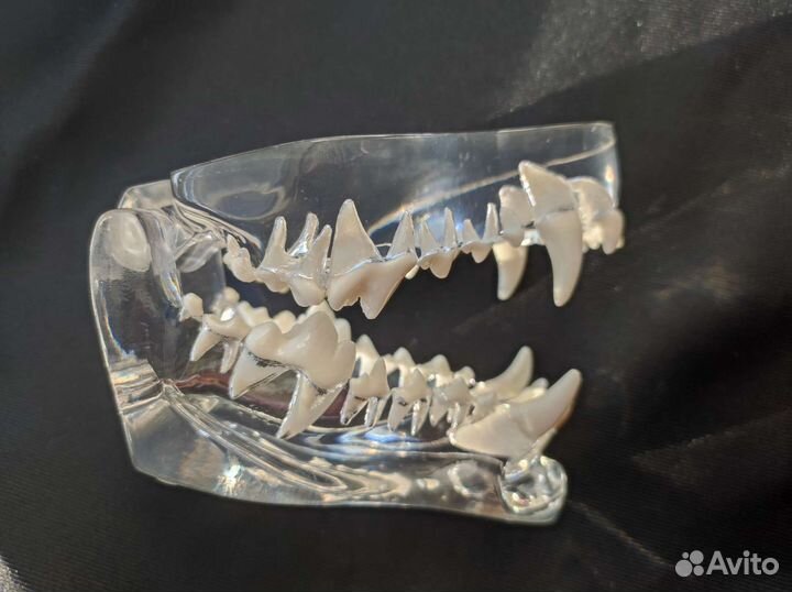 Зубы собаки идеальный учебный муляж