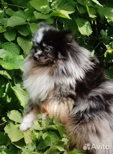 Длинношерстные чихуахуа