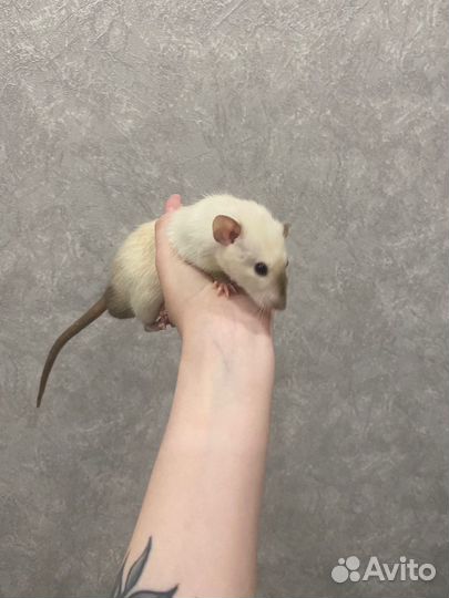 Крыса дамбо