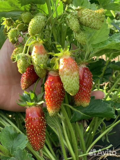 Клубника Купчиха