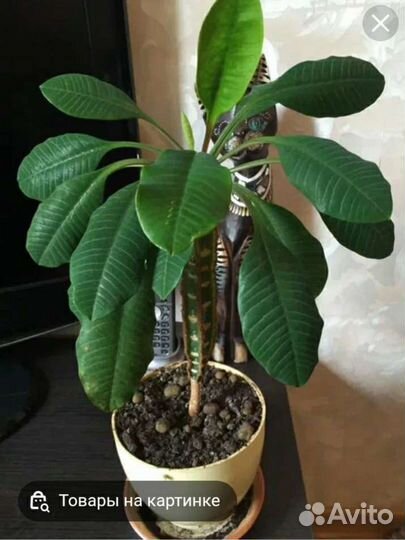 Алоэ, денежное дерево, обезьянья пальма